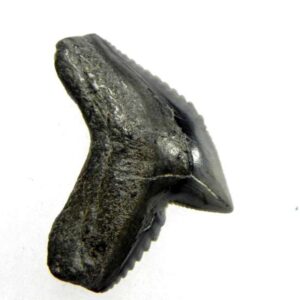 Fossil Tiger Shark Tooth
