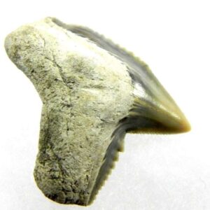 Fossil Tiger Shark Tooth