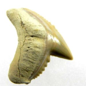Fossil Tiger Shark Tooth