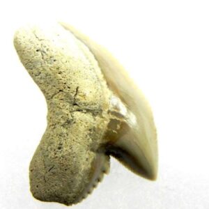 Fossil Tiger Shark Tooth