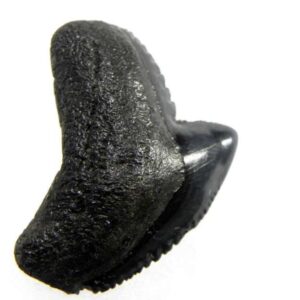 Fossil Tiger Shark Tooth