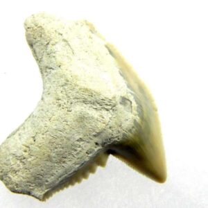 Fossil Tiger Shark Tooth