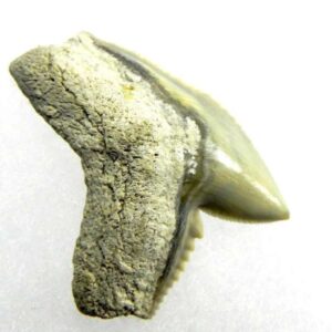 Fossil Tiger Shark Tooth