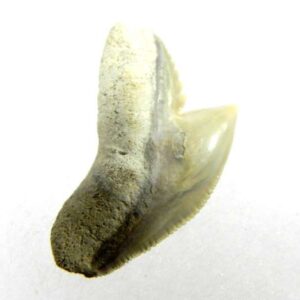 Fossil Tiger Shark Tooth