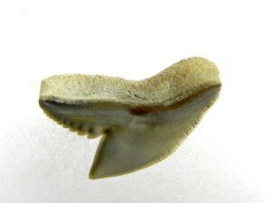 Fossil Tiger Shark Tooth