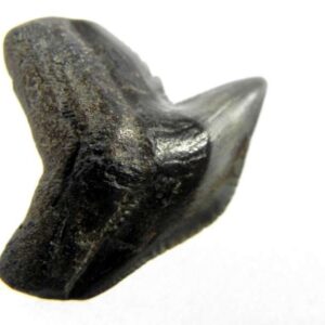 Fossil Tiger Shark Tooth
