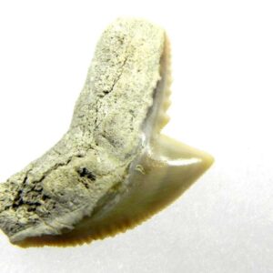 Fossil Tiger Shark Tooth