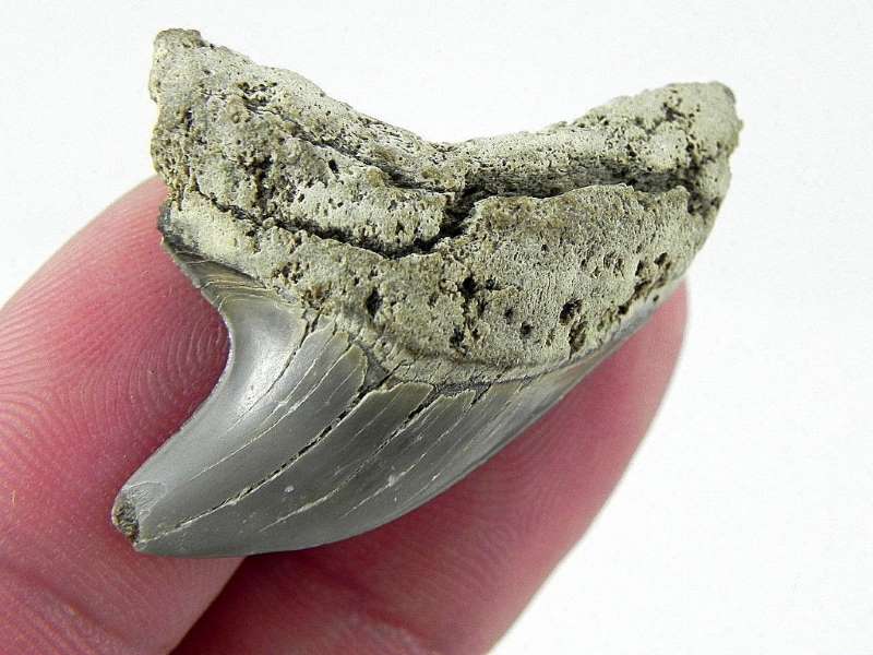 Fossil Thresher Shark Tooth