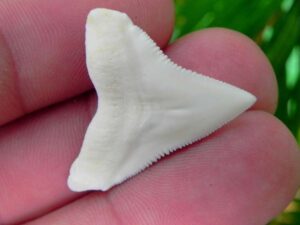 Modern Bull Shark Tooth