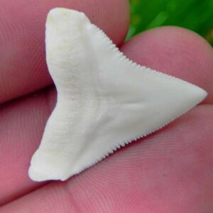 Modern Bull Shark Tooth