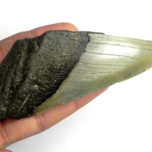Megalodon Shark Tooth
