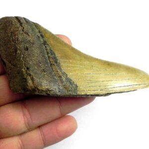 Megalodon Shark Tooth