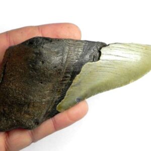 Megalodon Shark Tooth