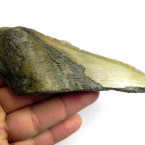 Megalodon Shark Tooth