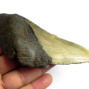 Megalodon Shark Tooth