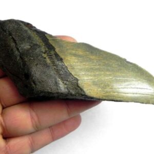 Megalodon Shark Tooth
