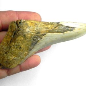 Megalodon Shark Tooth