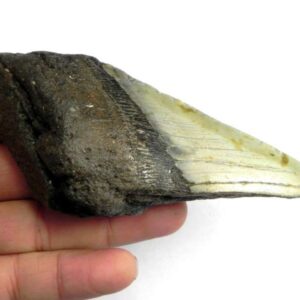 Megalodon Shark Tooth