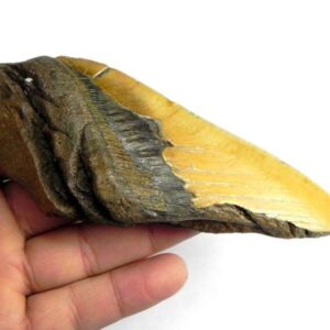 Megalodon Shark Tooth