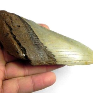 Megalodon Shark Tooth