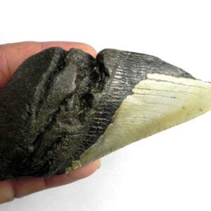 Megalodon Shark Tooth