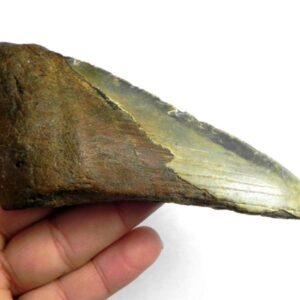 Megalodon Shark Tooth