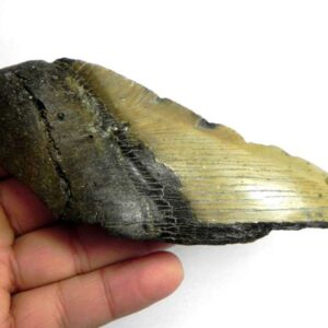 Megalodon Shark Tooth