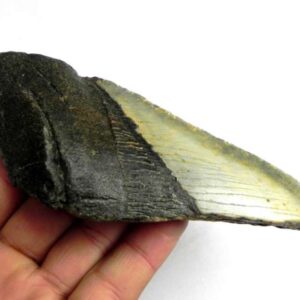 Megalodon Shark Tooth
