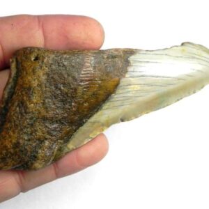 Megalodon Shark Tooth