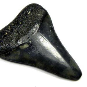 Fossil Great White Tooth