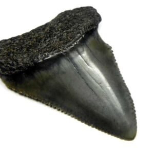 Fossil Great White Tooth