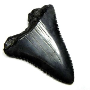 Fossil Great White Tooth