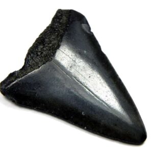 Fossil Great White Tooth