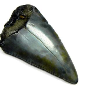 Fossil Great White Tooth