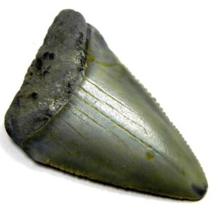 Fossil Great White Tooth