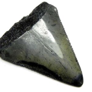 Fossil Great White Tooth