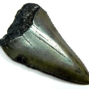 Fossil Great White Tooth