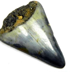 Fossil Great White Tooth