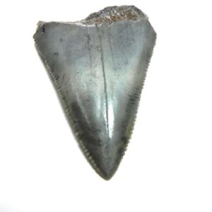 Fossil Great White Tooth