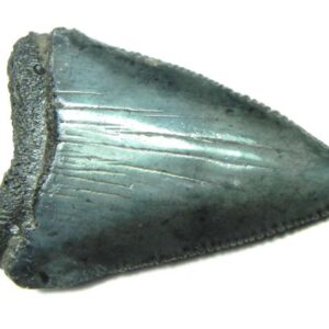Fossil Great White Tooth