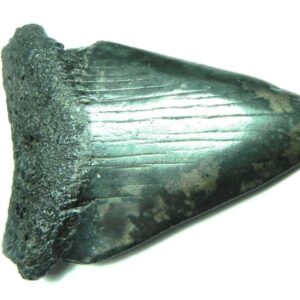 Fossil Great White Tooth