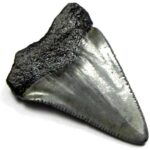 Fossil Great White Tooth