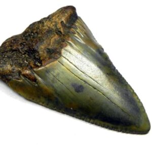 Fossil Great White Tooth