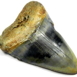 Fossil Great White Tooth