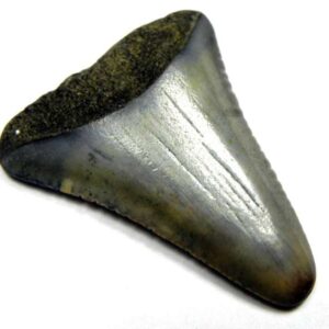 Fossil Great White Tooth