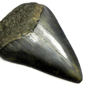 Fossil Great White Tooth