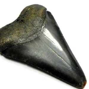 Fossil Great White Tooth