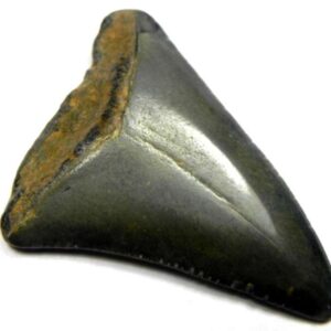 Fossil Great White Tooth