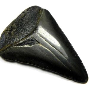 Fossil Great White Tooth