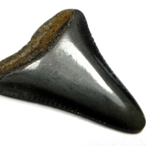 Fossil Great White Tooth